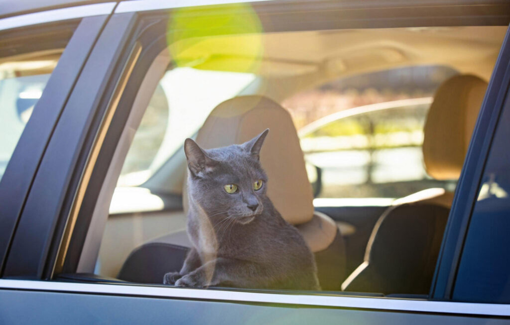 Pet Friendly Chauffeur London,